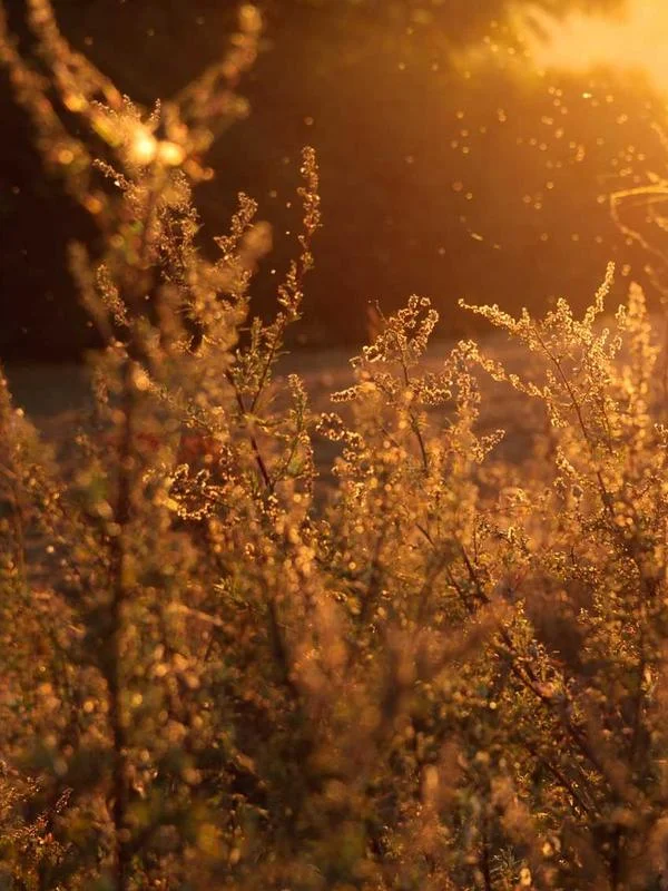 Sınırsız Merkezefendi Escort Burcu